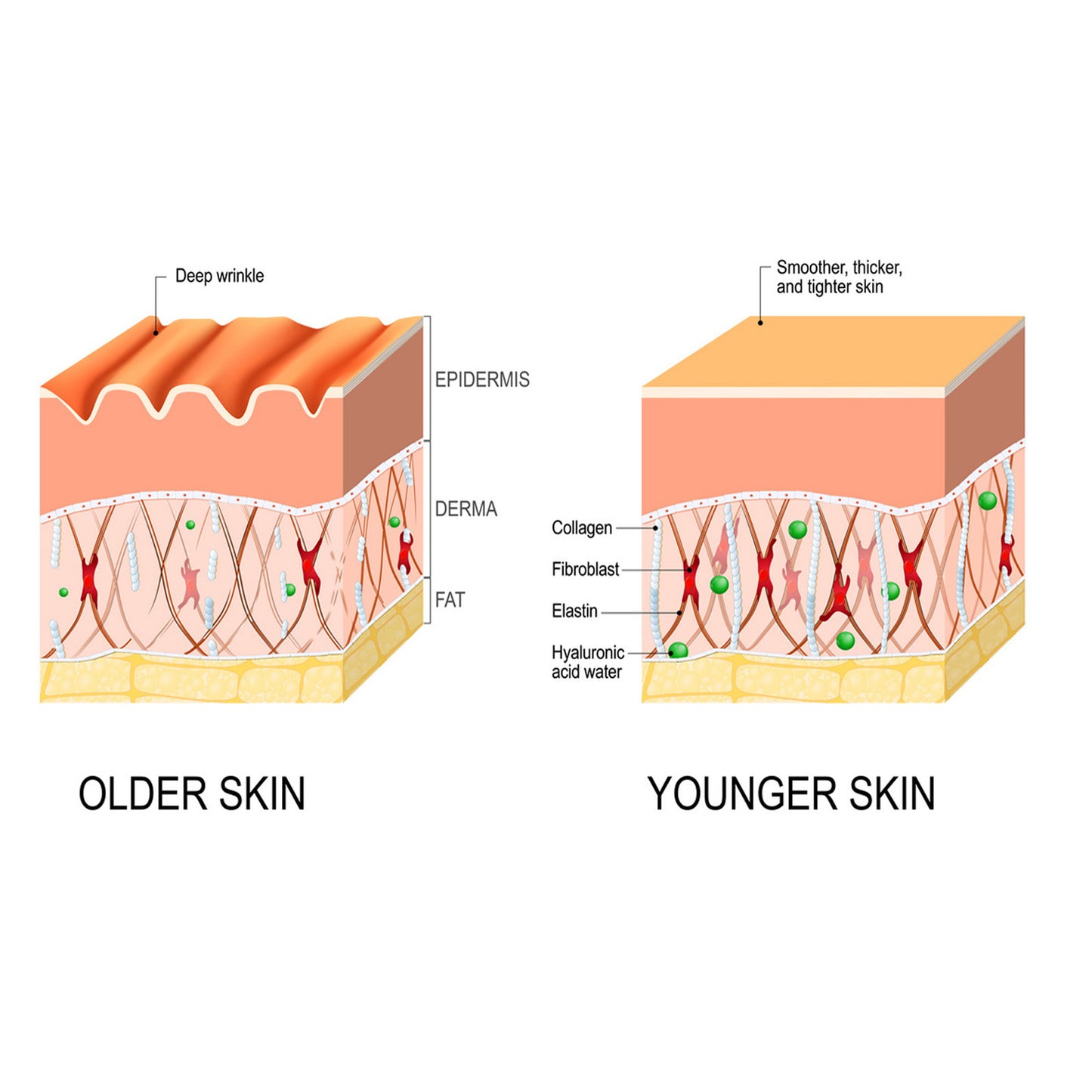 Age Perfection Serum - Triple action firming complex